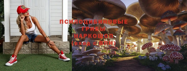 PSILOCYBIN Гатчина